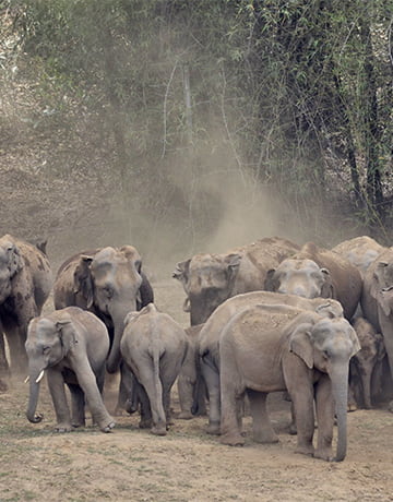 Elephants