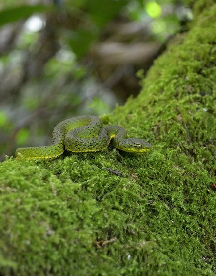 Snakes
