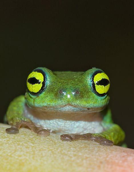Frogs